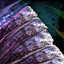 Amalgamated Gemstone x50