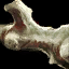Ancient Bone x125