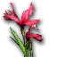 Red Iris Flower blossom with green leaves from Guild Wars 1 Pre-Searing
