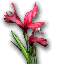 Red Iris Flower x50 (Pre-Searing)